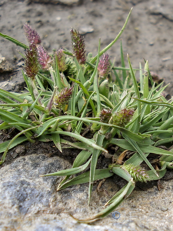 Phleum brachystachyum brachystachyum.04