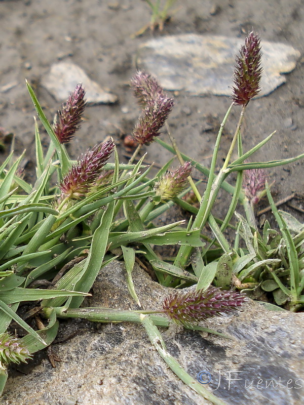 Phleum brachystachyum brachystachyum.05