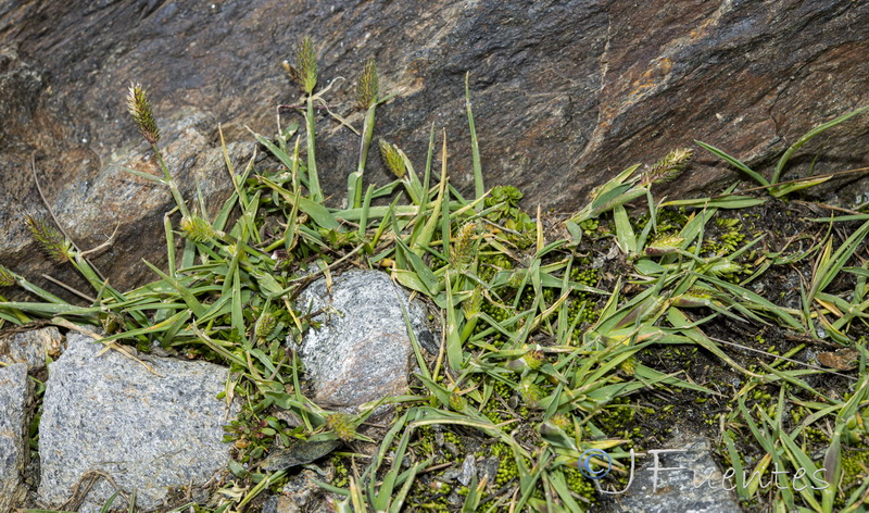 Phleum brachystachyum brachystachyum.01