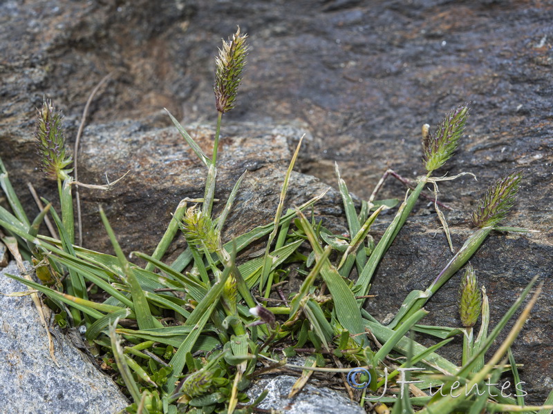Phleum brachystachyum brachystachyum.07