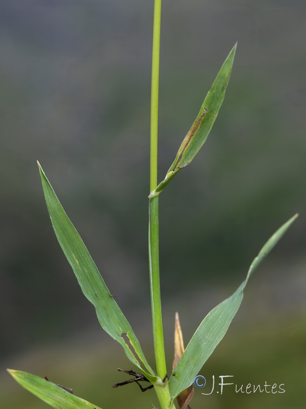 Phleum brachystachyum brachystachyum.12