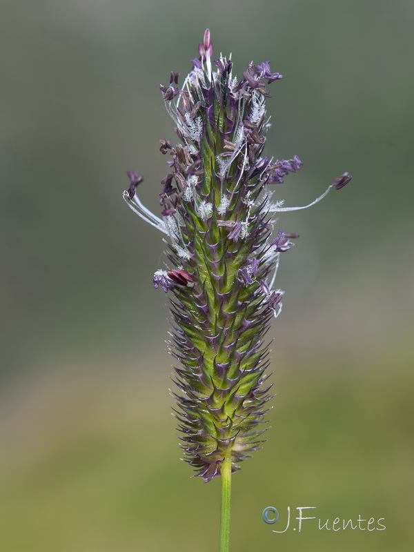 Phleum brachystachyum brachystachyum.02