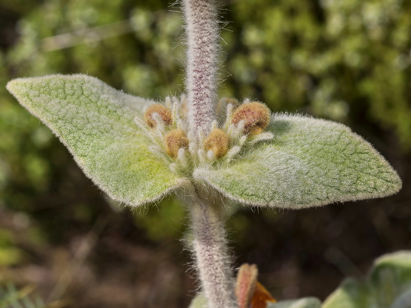 Phlomis crinita malacitana.04