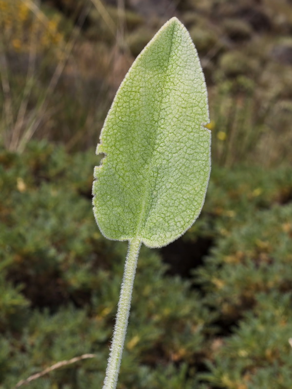 Phlomis crinita malacitana.05