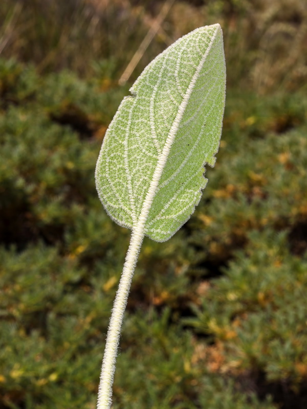 Phlomis crinita malacitana.06
