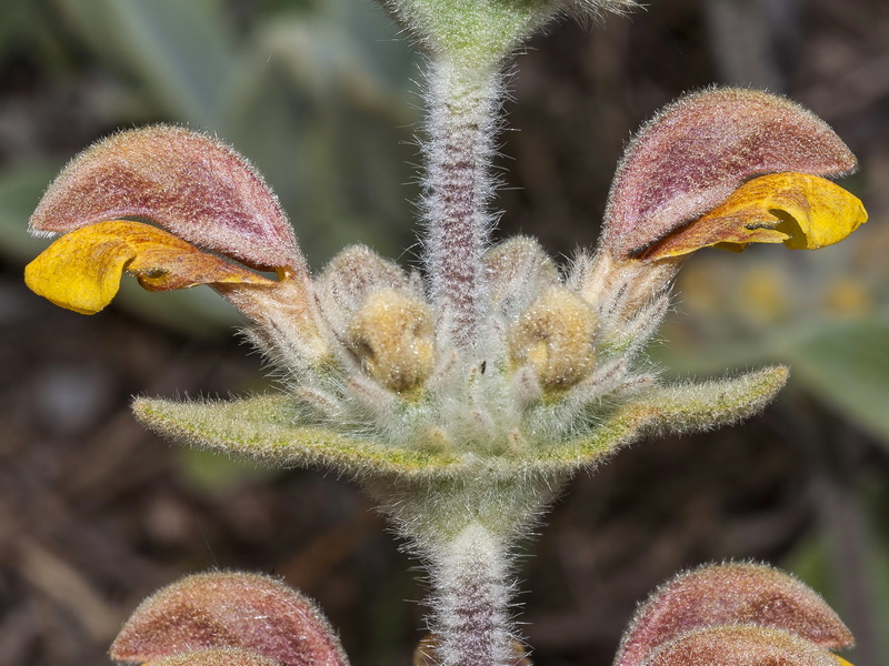 Phlomis crinita malacitana.11