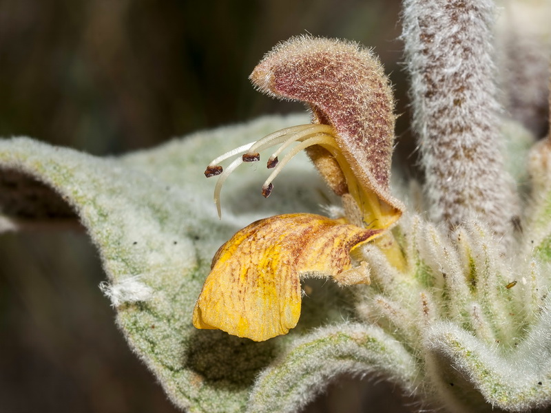 Phlomis crinita malacitana.15