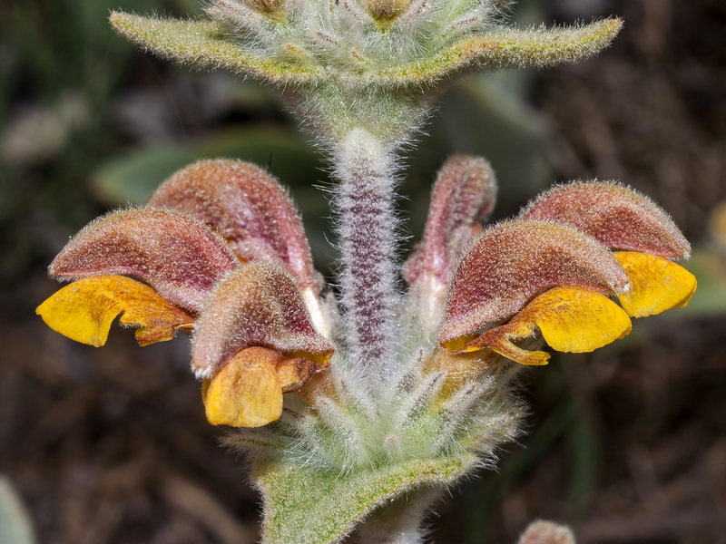 Phlomis crinita malacitana.17