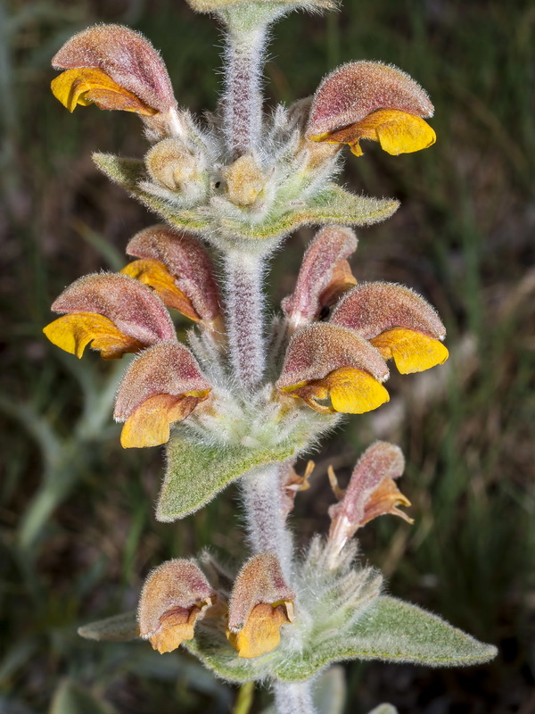 Phlomis crinita malacitana.18