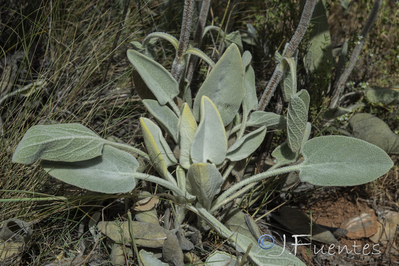 Phlomis crinita malacitana.26