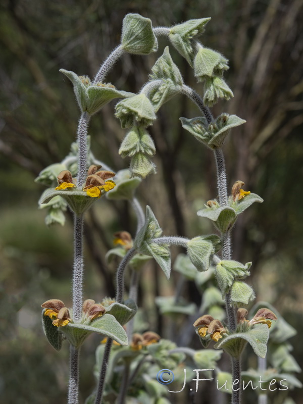 Phlomis crinita malacitana.28