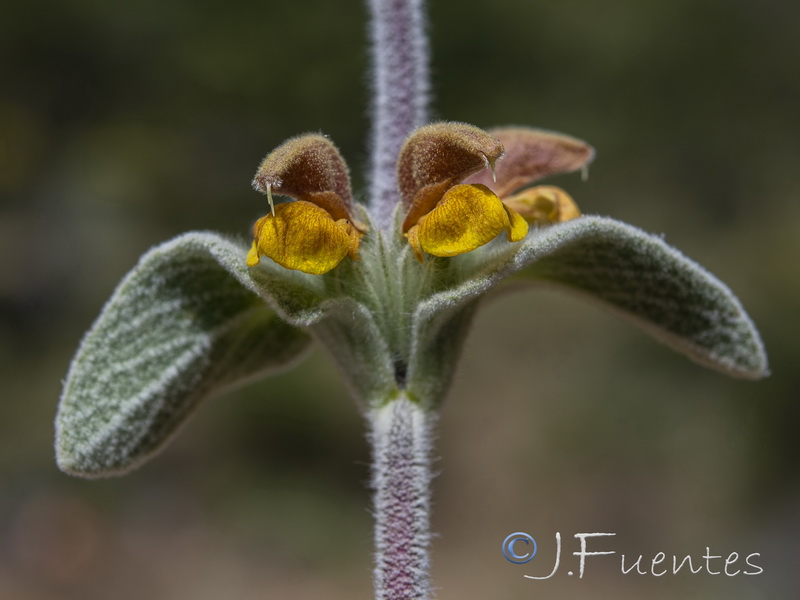 Phlomis crinita malacitana.16