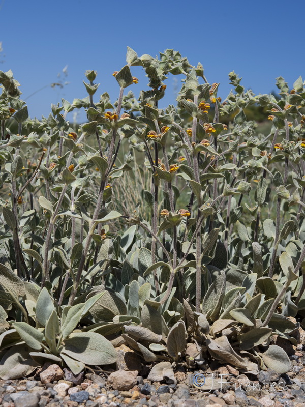 Phlomis crinita malacitana.32