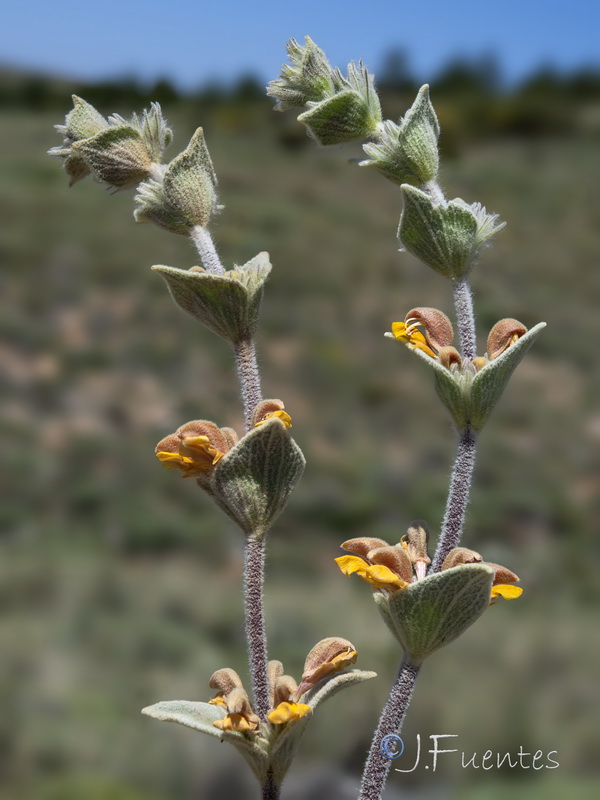 Phlomis crinita malacitana.18