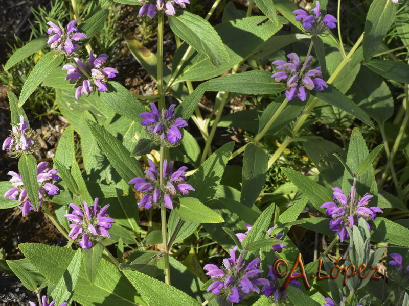 Phlomis herba venti.06