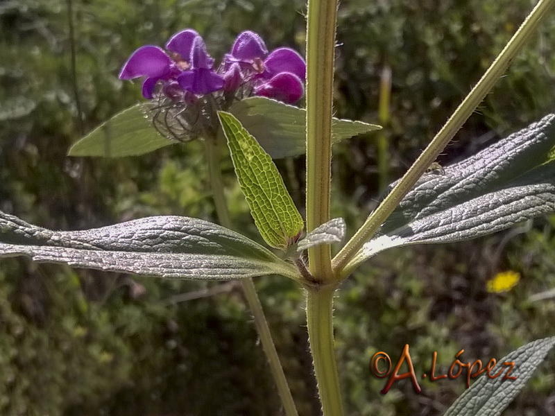 Phlomis herba venti.07