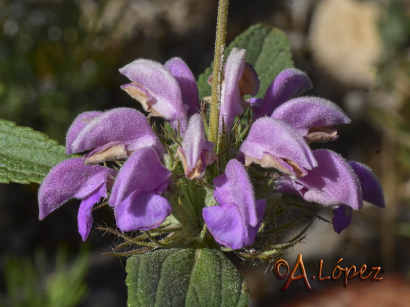 Phlomis herba venti.08
