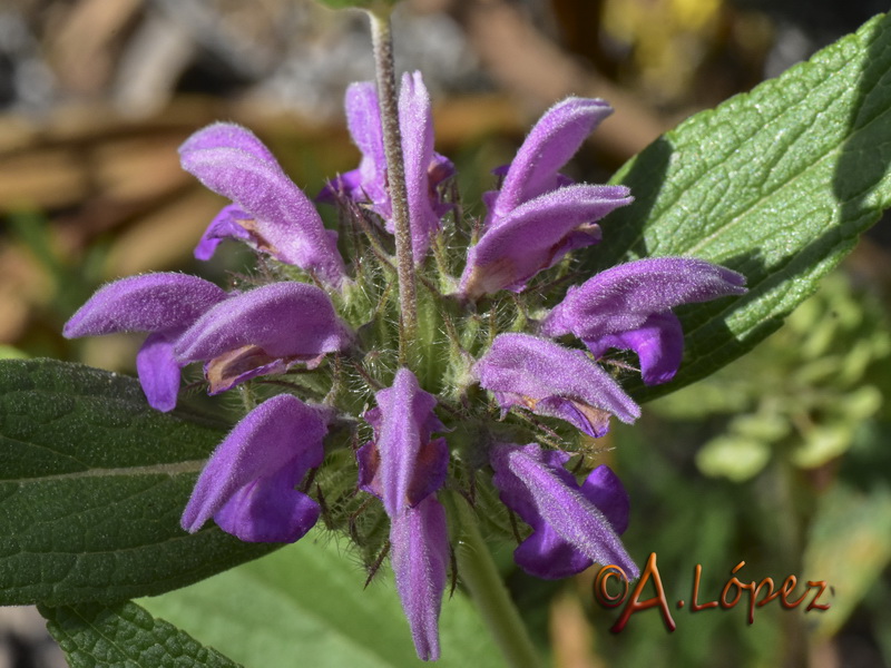 Phlomis herba venti.09