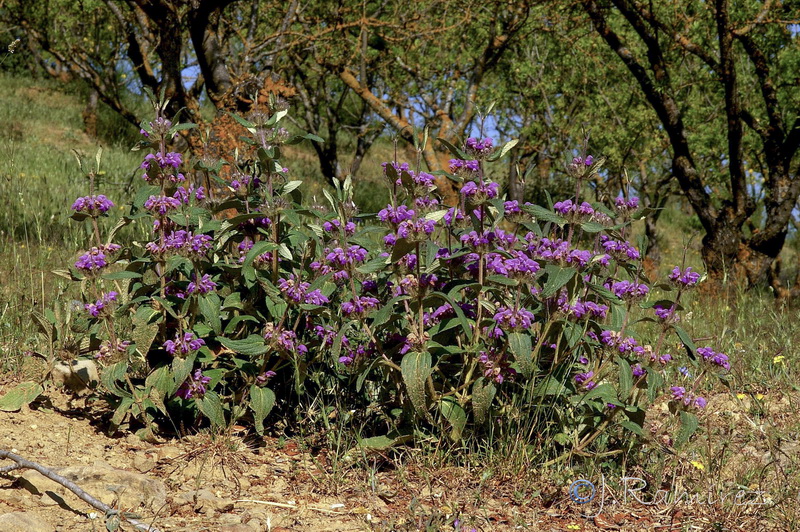 Phlomis herba venti.01