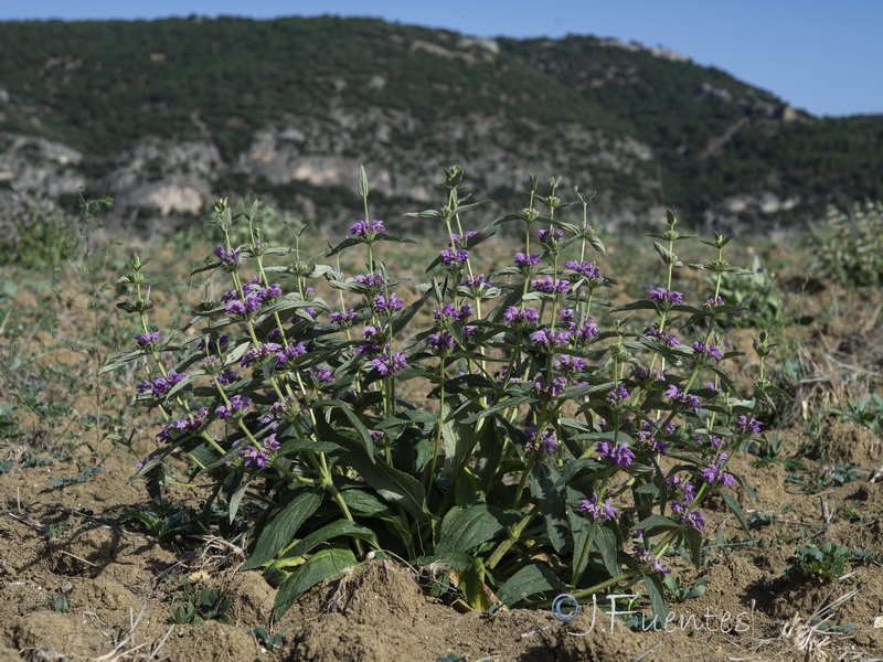 Phlomis herba venti.01