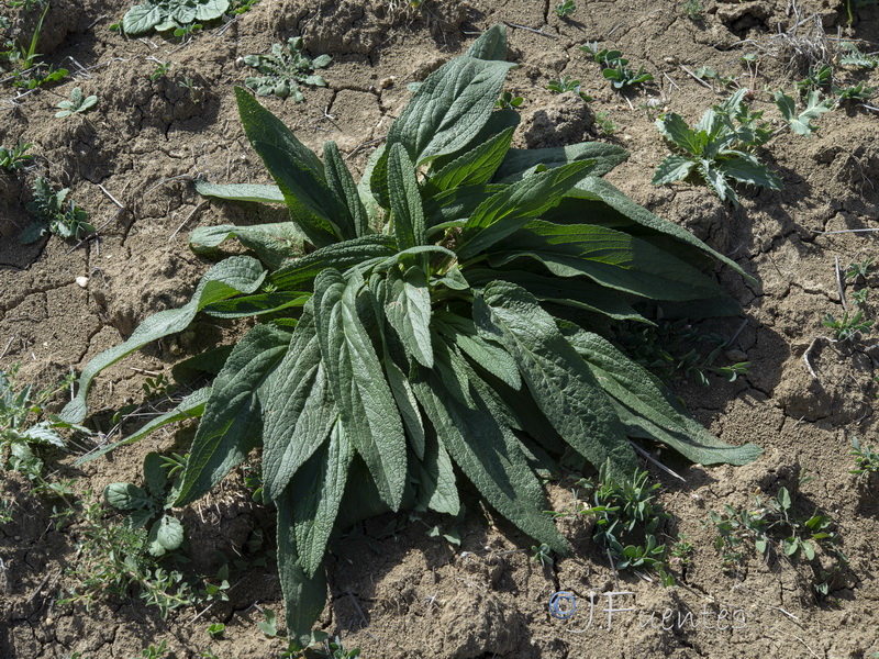 Phlomis herba venti.23
