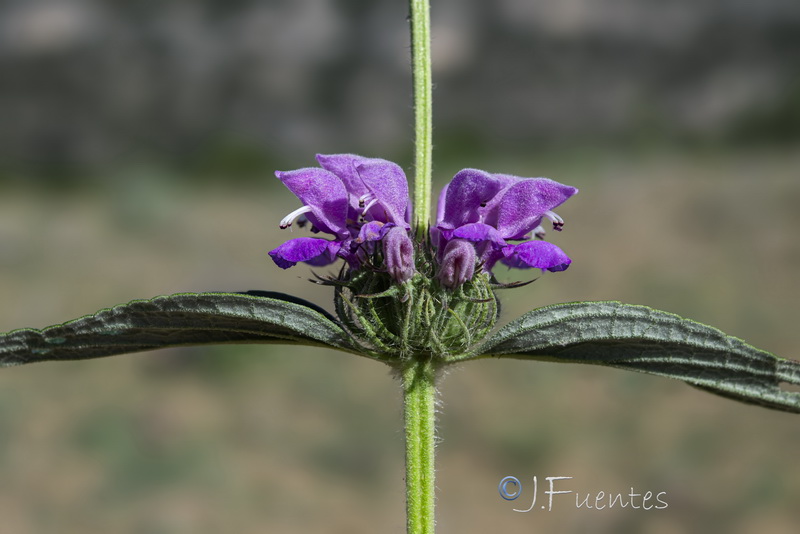 Phlomis herba venti.08