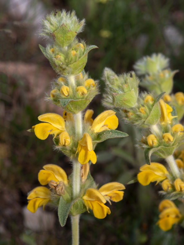 Phlomis lychnitis.11