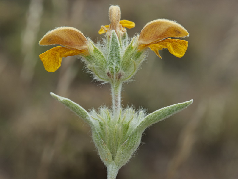 Phlomis lychnitis.13