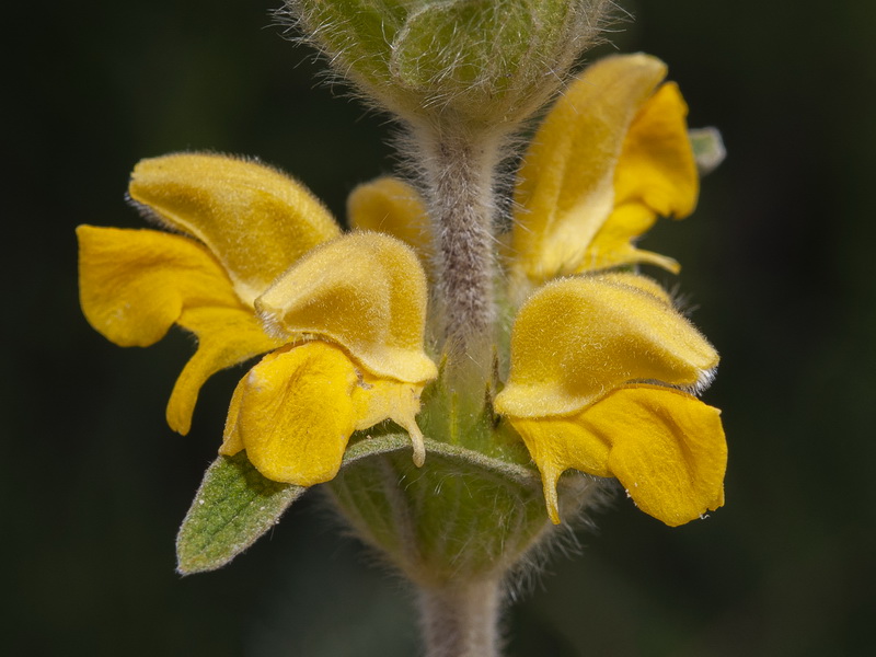 Phlomis lychnitis.15