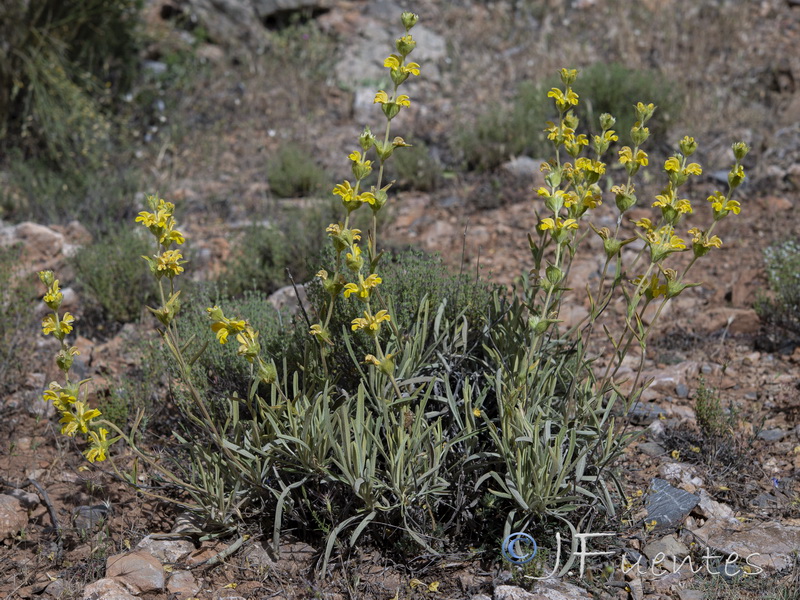 Phlomis lychnitis.01