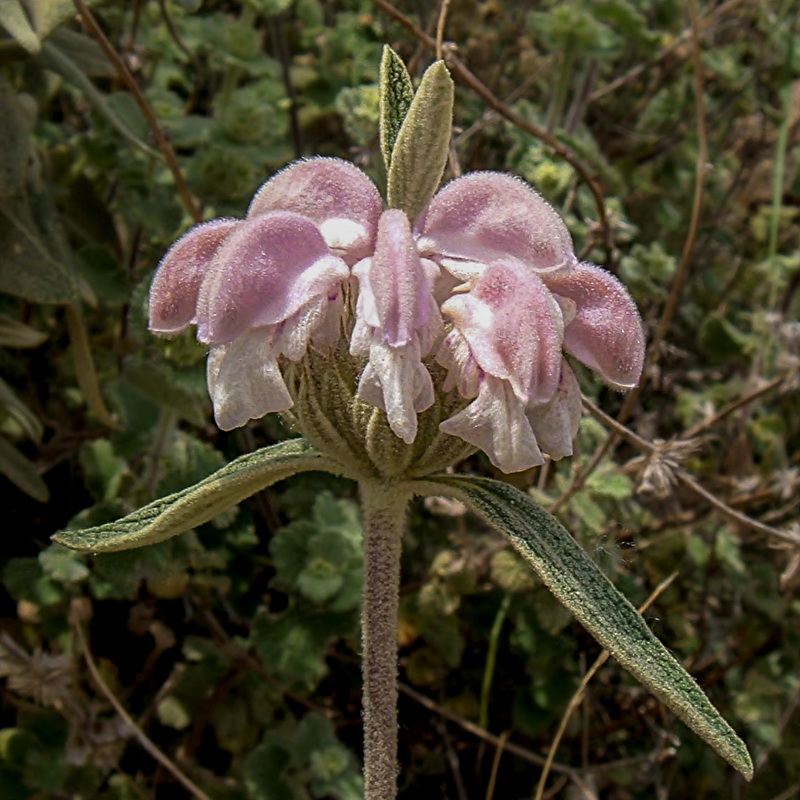 Phlomis purpurea.06