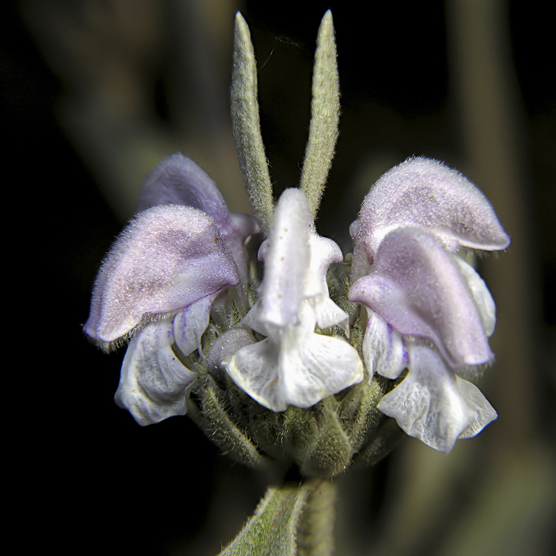 Phlomis purpurea.08