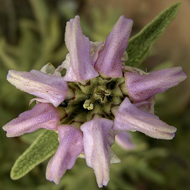 Phlomis purpurea.09