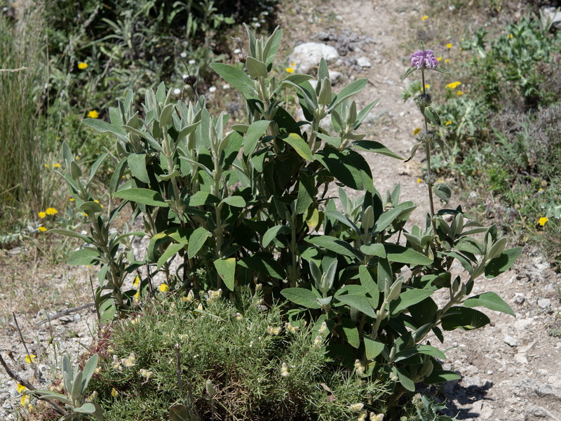 Phlomis purpurea.01