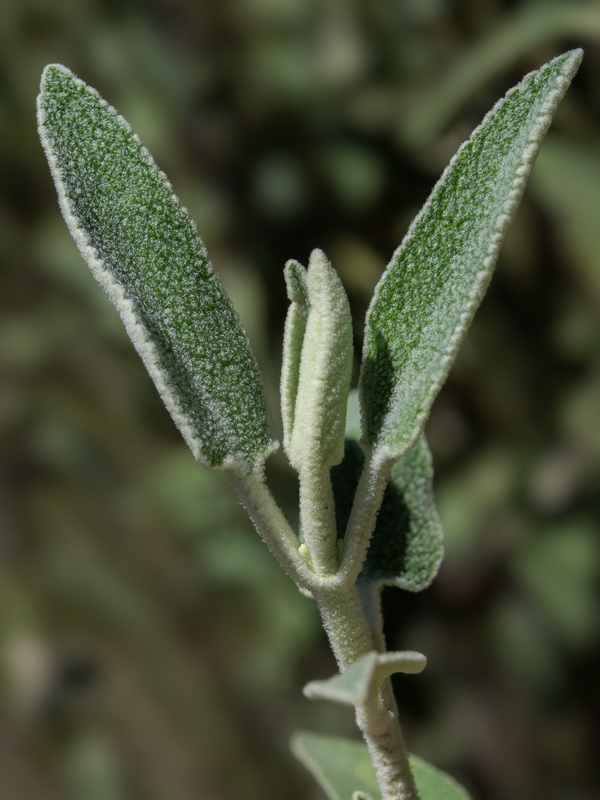 Phlomis purpurea.19