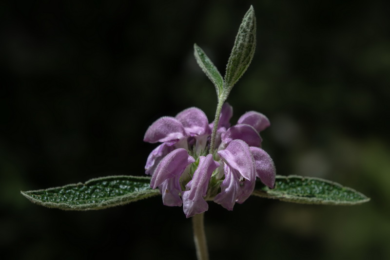 Phlomis purpurea.20