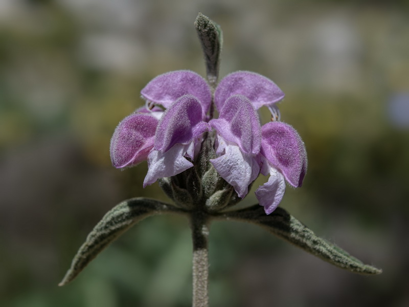 Phlomis purpurea.21