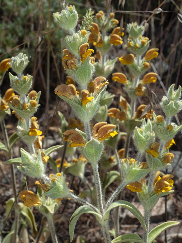 Phlomis x composita.06