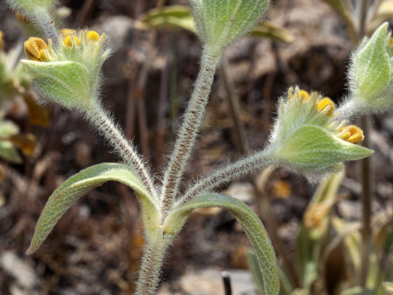 Phlomis x composita.08