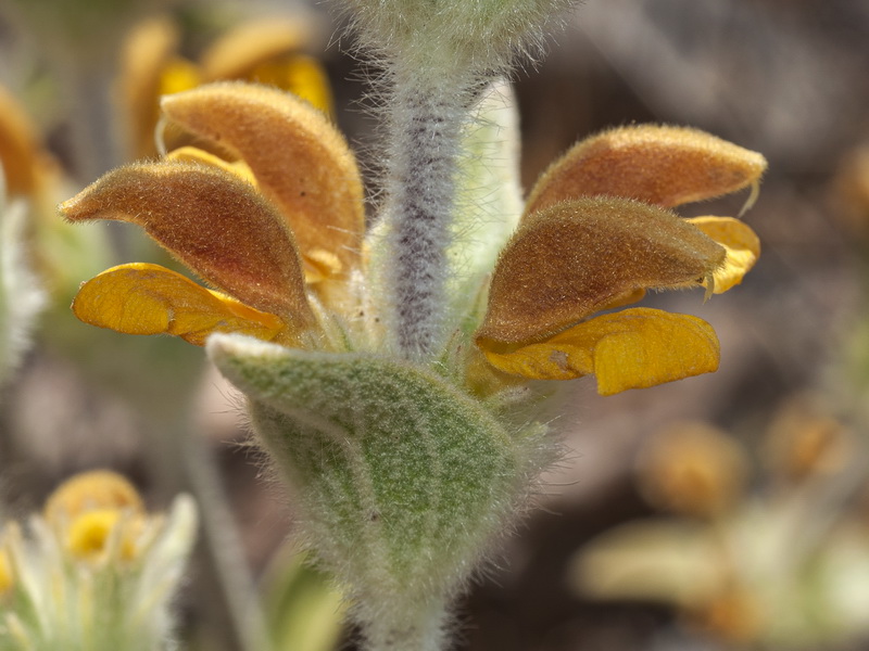 Phlomis x composita.09