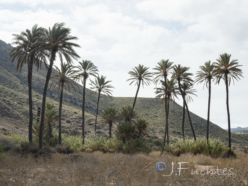 Phoenix canariensis.01