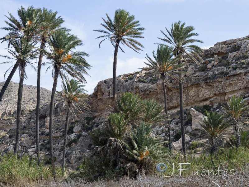 Phoenix canariensis.02