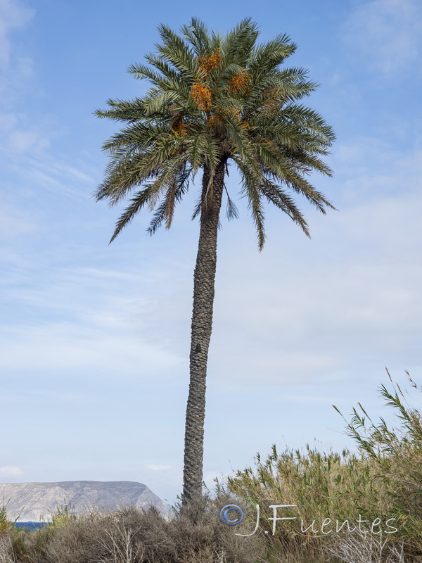 Phoenix canariensis.03