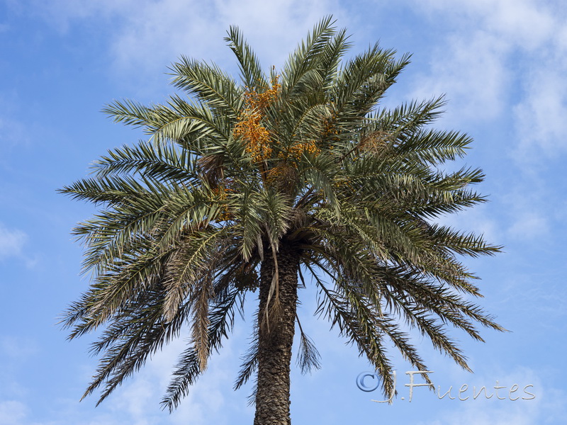 Phoenix canariensis.04