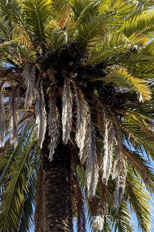 Phoenix canariensis.06