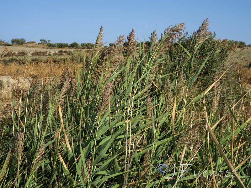 Phragmites australis australis.01