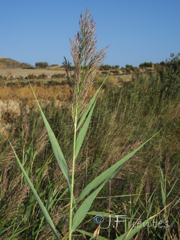 Phragmites australis australis.02