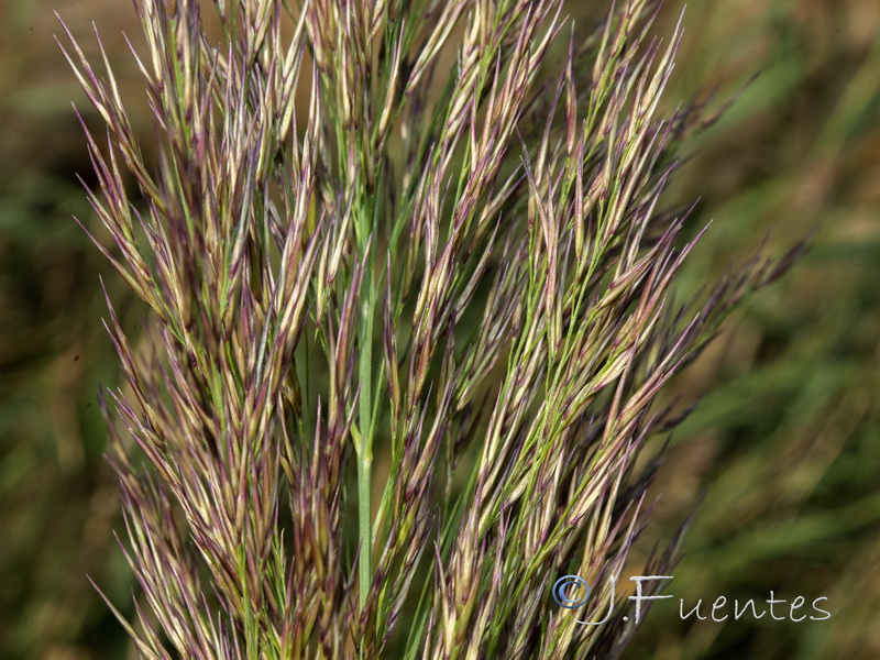 Phragmites australis australis.03