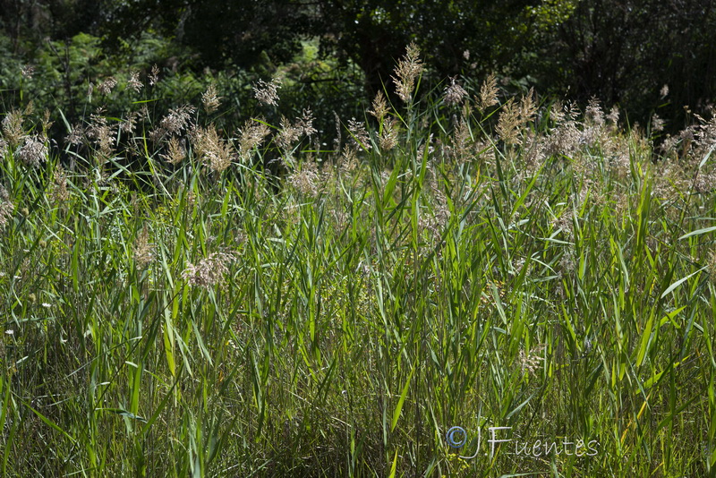 Phragmites australis australis.04