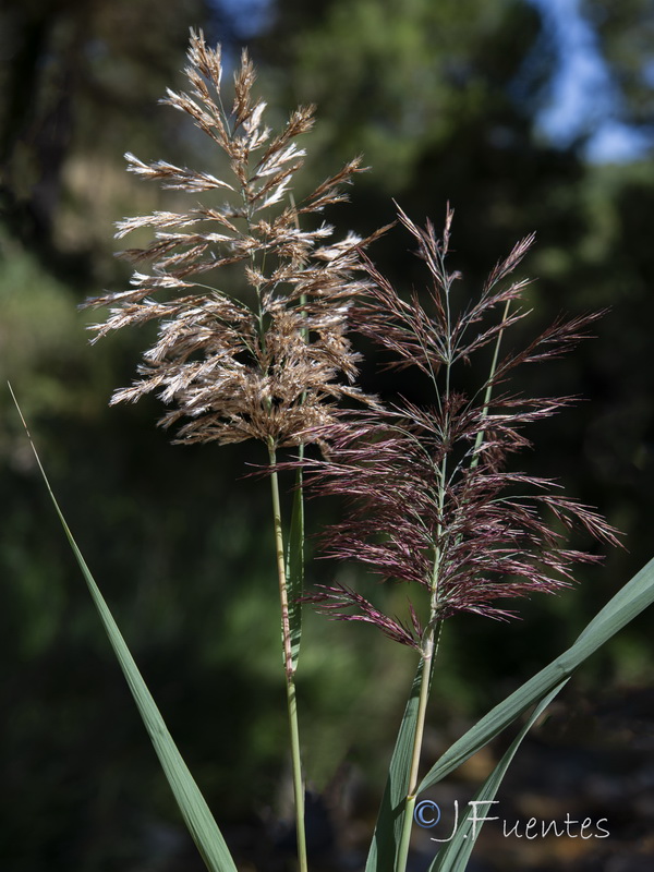 Phragmites australis australis.07